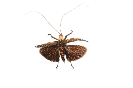 Big yellow beetle close up, isolate on a white background, sania entermedia