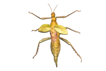 Large yellow insect as a tree branch, isolate on white background, heteropteryx dilatata