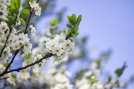 White flowers of an apple tree against a blue skyの写真素材