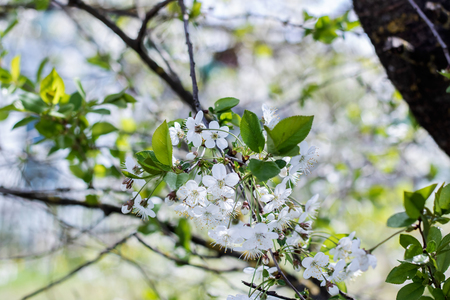 White flowers of cherry tree against a blue skyの写真素材