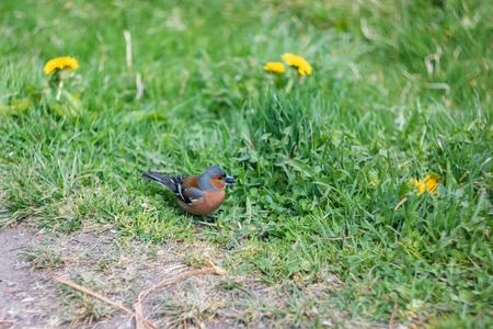 Little brown bird with a seed in its beak sitting on the grassの写真素材