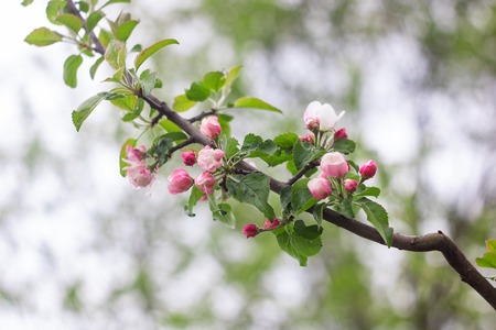 Pink flowers of apple tree on a branchの写真素材