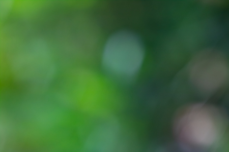 Summer bright green blurred background, green leaves in bokeh, abstractionの写真素材