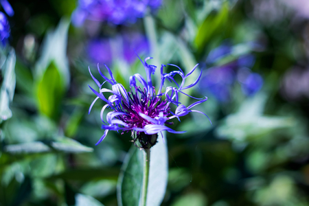 Large blue flower with long petals on grass background close upの写真素材