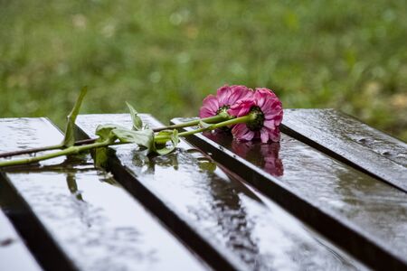 Two carnations on a wet bench in the rain in a park, bad dateの写真素材