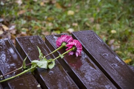 Two carnations on a wet bench in the rain in a park, bad dateの写真素材