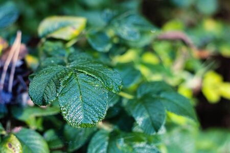 Green leaf of a rosehip bush close up, copy spaceの写真素材