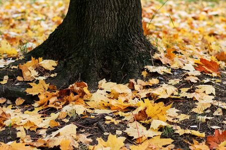 Yellow maple leaves on the ground by tree