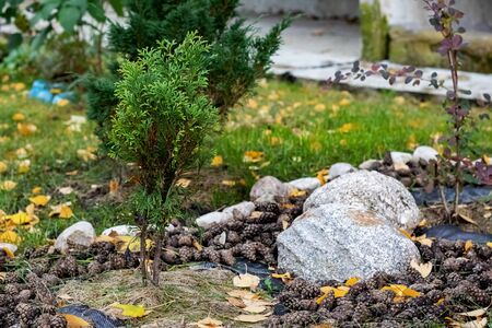 Arrangement in the garden of plants, stones and conesの写真素材