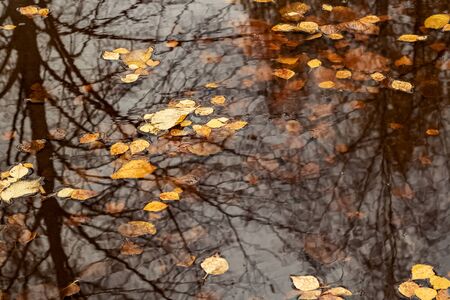 Yellow autumn leaves in a puddle close up, backgroundの写真素材