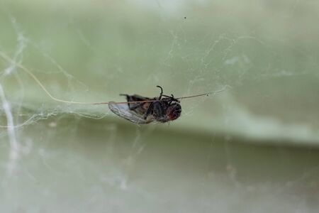 Dead black fly on the web close up