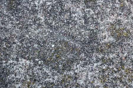 Yellow moss on a gray concrete surface close up, backgroundの写真素材