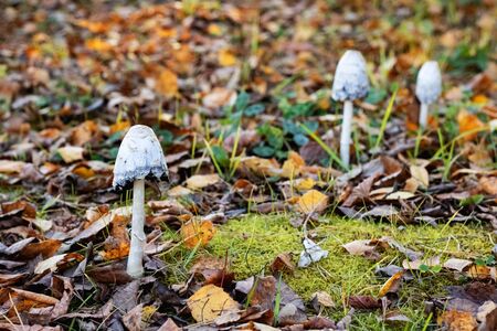 Three white poisonous mushrooms among yellow leaves close up