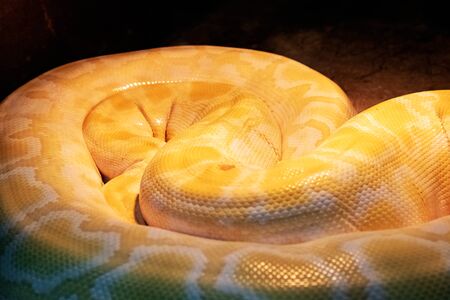 Yellow Boa constrictor rings close up in aquariumの写真素材