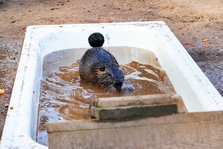 Black otter bathes in the bath close upの写真素材