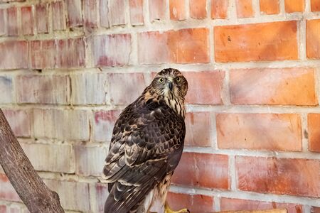 Brown bird in a cage behind the mesh close upの写真素材