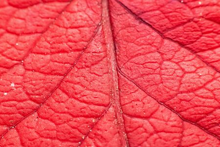 Veins on a red leaf from a tree, bacground, macro photo