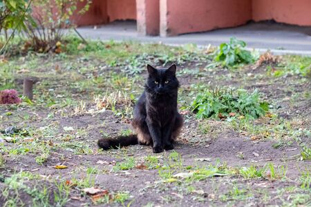 Homeless black cat sits on the grass in autumnの写真素材