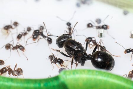 Queen ant Messor Structor in formicaria close up