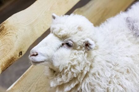 White fluffy sheep in the aviary close up portrait