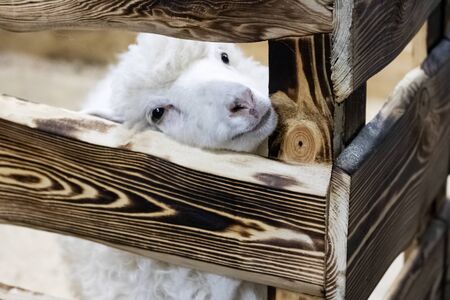 White fluffy sheep in the aviary close up portraitの写真素材