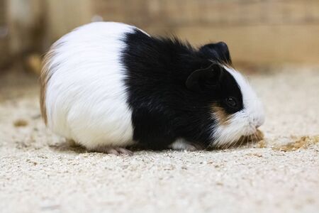 Black white guinea pig in a cage close upの写真素材