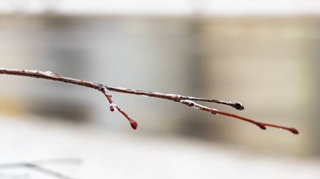 Icy tree branch in winter close up, macro photoの写真素材