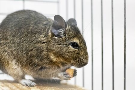 Gray squirrel degu in a cage close up
