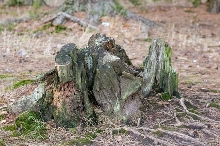 Old ruined stump in the autumn forest close upの写真素材