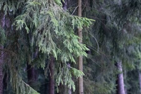 Branches of green spruce under in the wood close upの写真素材