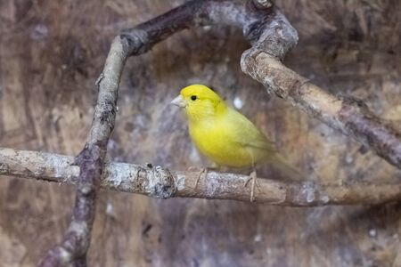 Yellow bird are sitting on branch in cage close up