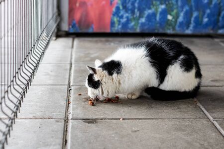 Black and white stray cat eats food on the sidewalk close upの写真素材