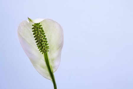 White spathiphyllum flower on a blue backgroundの写真素材