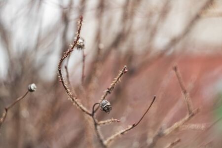 Dry bare bush branches in autumn close up, backgroundの写真素材