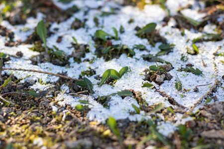 Snow on the first green leaves close upの写真素材