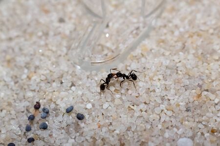 Two black ants messor structor on white sand close upの写真素材