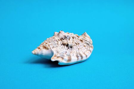 Large seashell on a blue background close upの写真素材