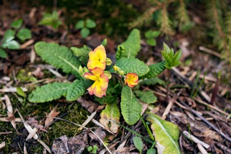 Orange primrose flowers and green leaves close upの写真素材