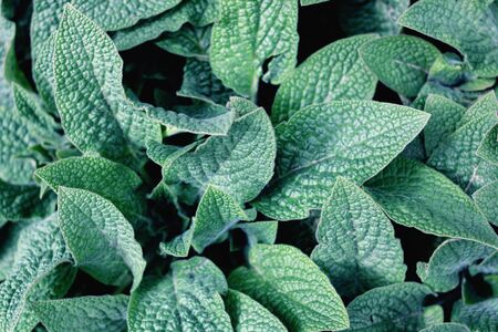Green leaves of a tropical plant top view, nature backgroundの写真素材