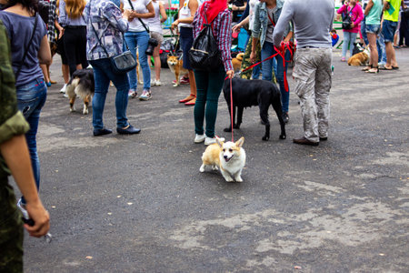 BELARUS, NOVOPOLOTSK - APRIL 29, 2020: Crowd of people with dogs on leashes close upのeditorial素材
