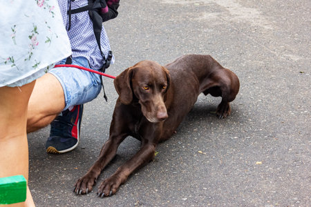 BELARUS, NOVOPOLOTSK - APRIL 29, 2020: Brown dog lies on the pavement close upのeditorial素材