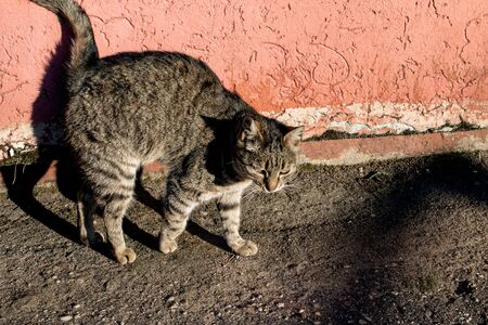 Tabby stray cat on the pavement and shadow close upの写真素材