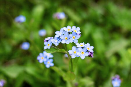 Small blue flowers and green leaves close upの写真素材