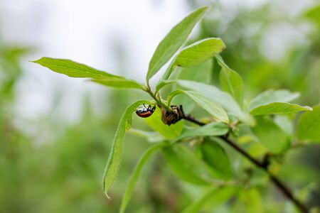 Ladybug beetle on a tree branch with green leaves, macro photo