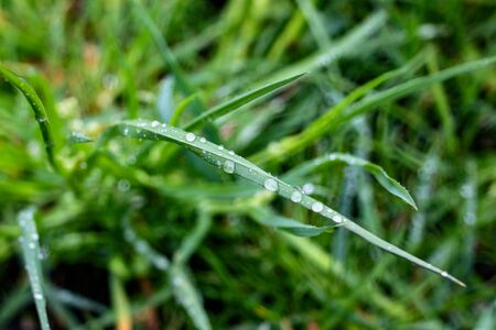 Drops of dew on a green blade of grass close up