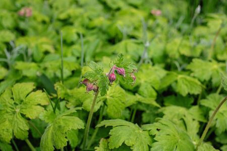 Closed pink bud among green leaves close upの写真素材