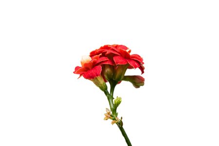 Big red flower from home plant isolated on white backgroundの写真素材