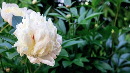 Lush pink flower peony among green leaves, copy spaceの写真素材