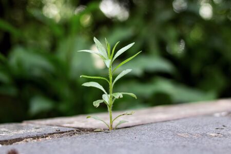 Thin long plant grows on concrete close upの写真素材