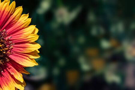 Bright red flower of gaillardia close up, copy space